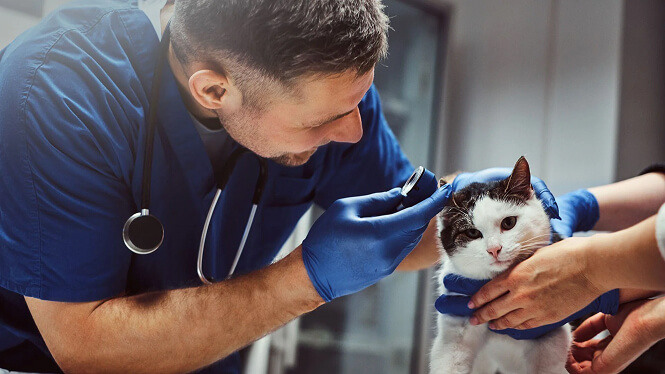 man vet checking cat ears