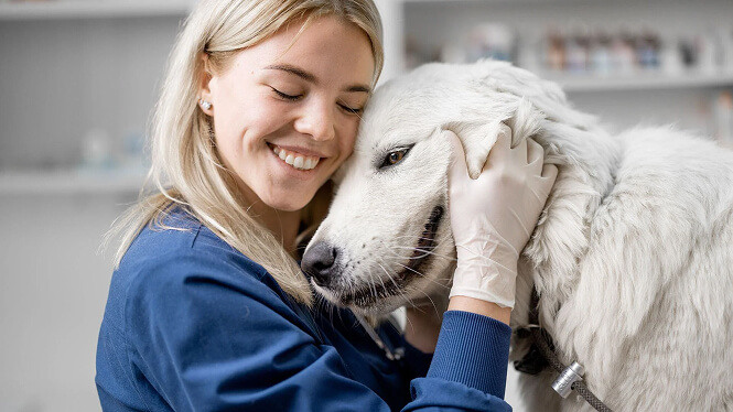 vet hugging a white big dog