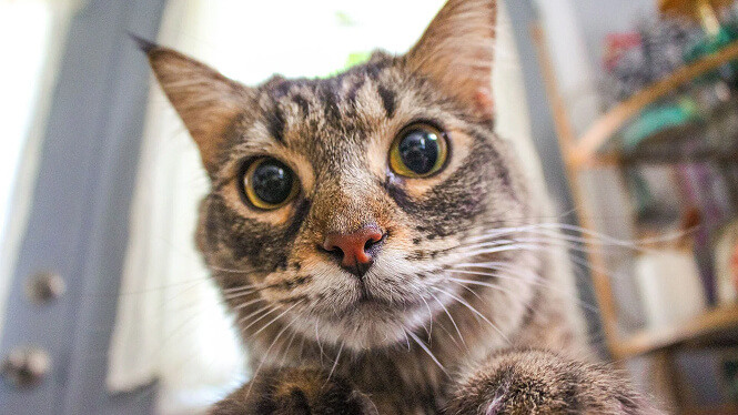 cat looking at the camera