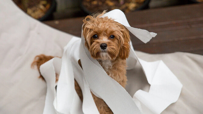 puddle dog with paper around it