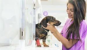 Vet Nurse Day
