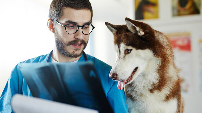 man Vet radiologist with husky