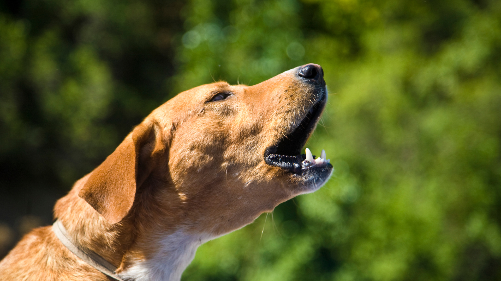 dog barking howling in the nature