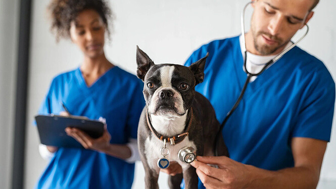 two vets man and woman with a small dog