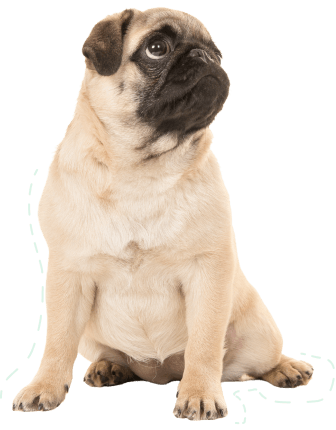 ACM40322 Certificate IV Animal Behaviour and Training