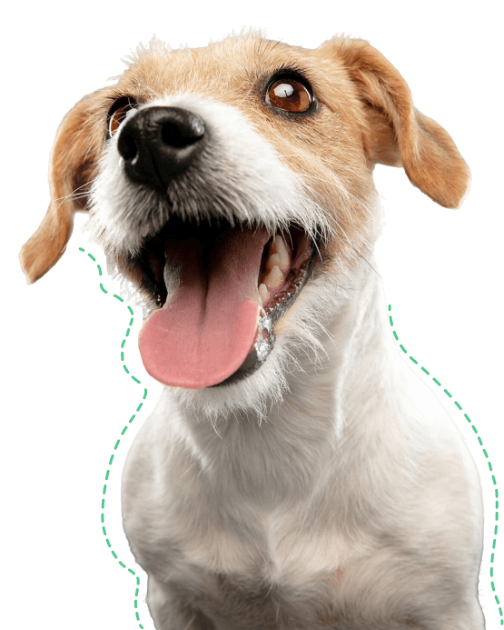 explore-leading-animal-care-courses-animal-academy