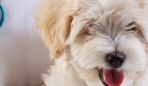 Rewarding Career in Veterinary Nursing