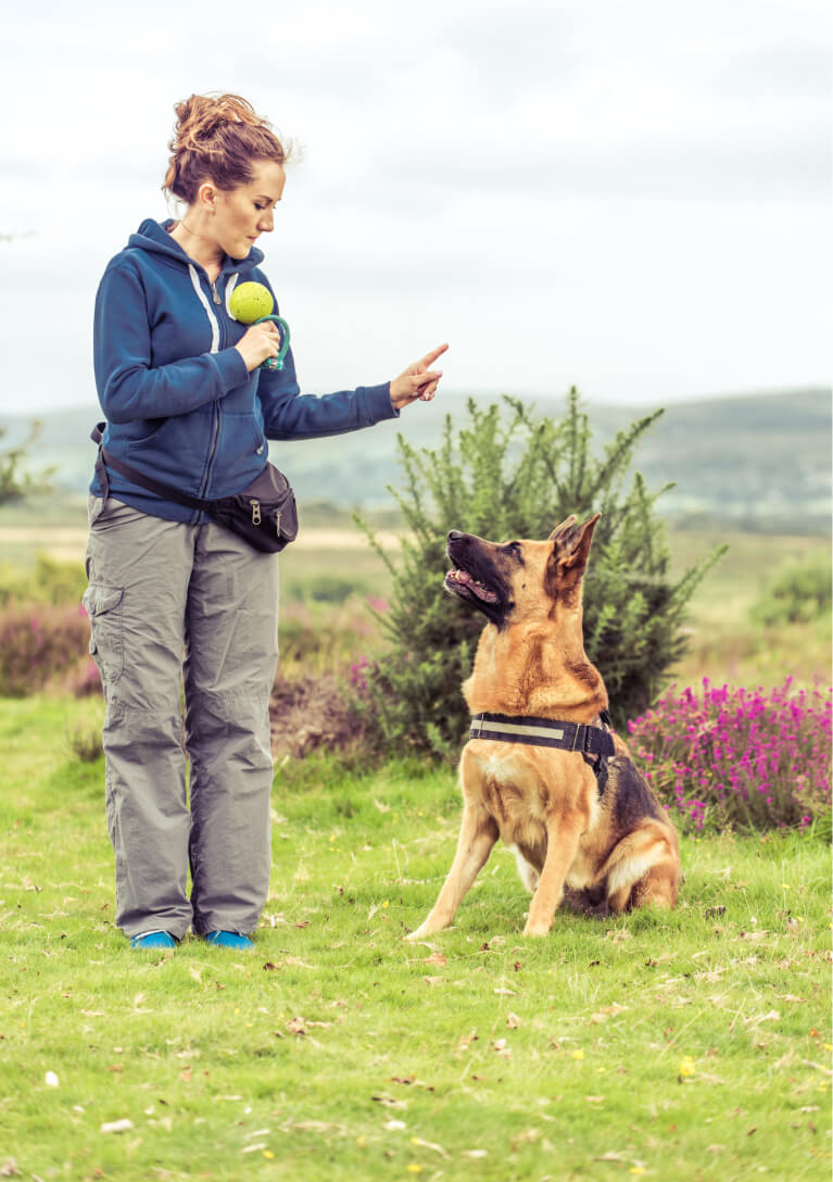 ACM40322 Certificate IV Animal Behaviour and Training