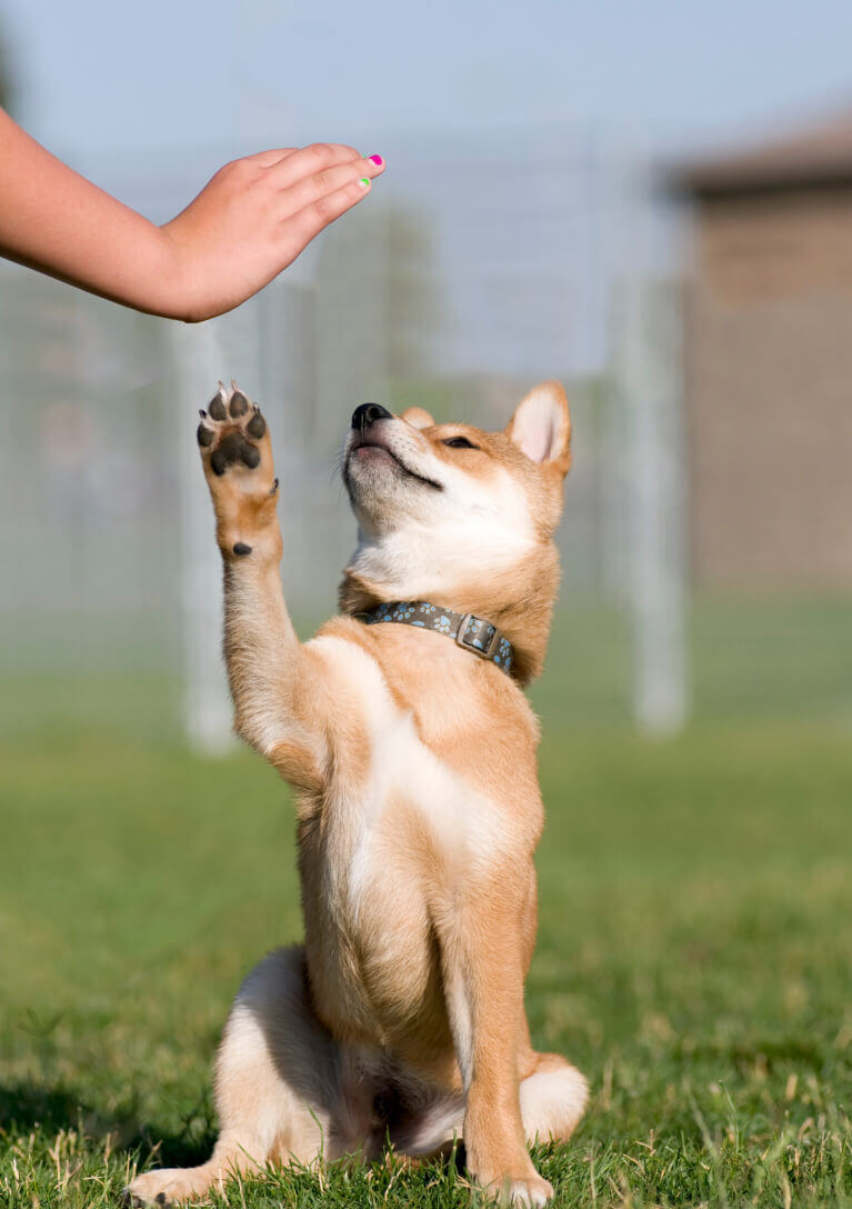 ACM40322 Certificate IV Animal Behaviour and Training