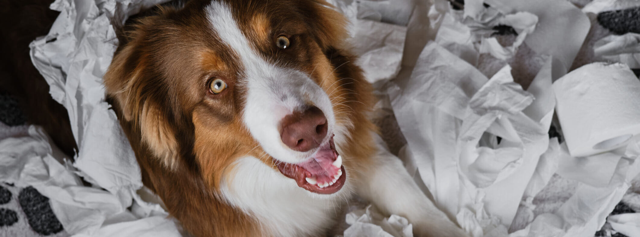 ACM40322 Certificate IV Animal Behaviour and Training